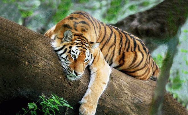 Tử vi tuổi Dần năm 2026: Tử vi tình duyên cho người tuổi Hổ