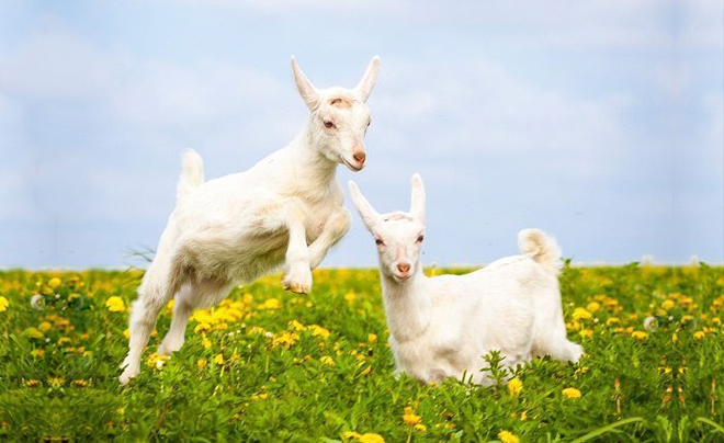 Tử vi tuổi Mùi 2026: Tử vi tình duyên cho người tuổi Dê