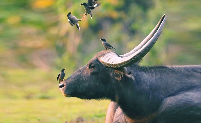 Tử vi tuổi Sửu năm 2026: Tử vi tình duyên cho người tuổi Trâu