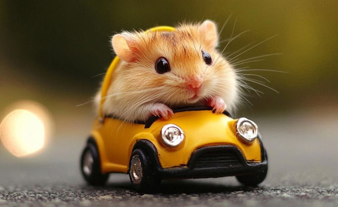 Tử vi tuổi Tý năm 2026: Tử vi tình duyên cho người tuổi Chuột