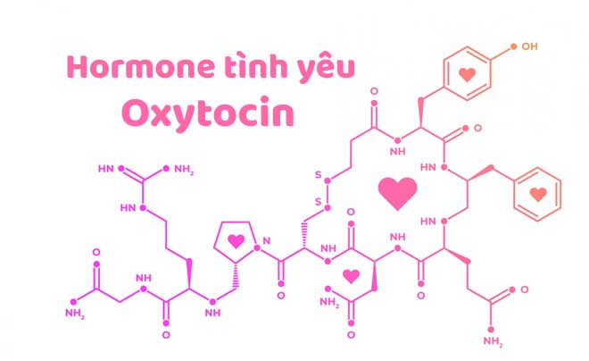 Hormone tình yêu Oxytocin là gì