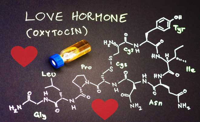 Hormone tình yêu Oxytocin là gì