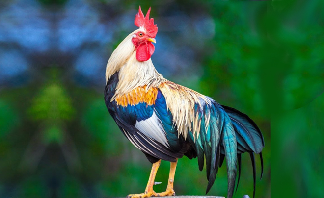 Tử vi tuổi Dậu 2026: Tử vi tình duyên cho người tuổi Gà