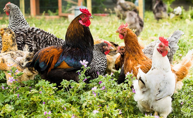 Tử vi tuổi Dậu 2026: Tử vi tình duyên cho người tuổi Gà