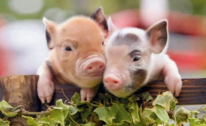 Tử vi tuổi Hợi 2026: Tử vi tình duyên cho người tuổi Lợn