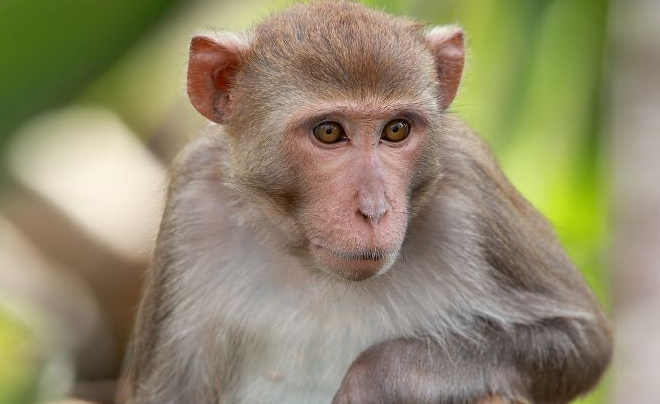 Tử vi tuổi Thân 2026: Tử vi tình duyên cho người tuổi Khỉ