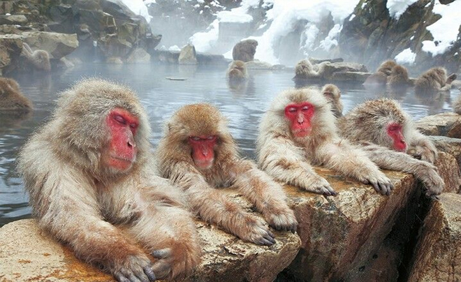 Tử vi tuổi Thân 2026: Tử vi tình duyên cho người tuổi Khỉ