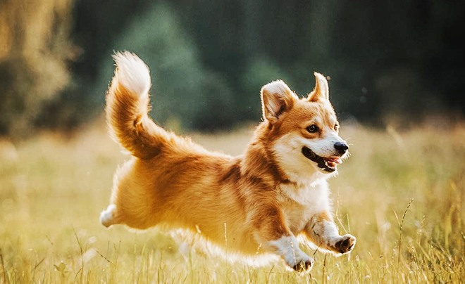 Tử vi tuổi Tuất 2026: Tử vi tình duyên cho người tuổi Chó