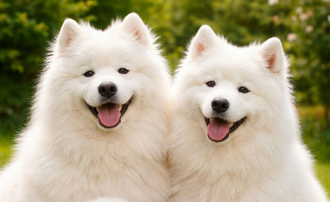 Tử vi tuổi Tuất 2026: Tử vi tình duyên cho người tuổi Chó