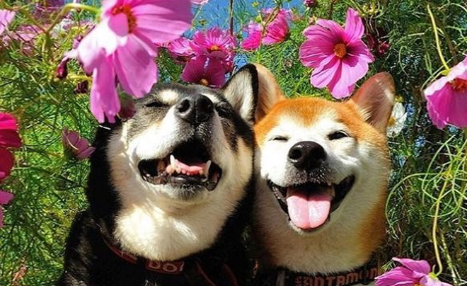 Tử vi tuổi Tuất 2026: Tử vi tình duyên cho người tuổi Chó