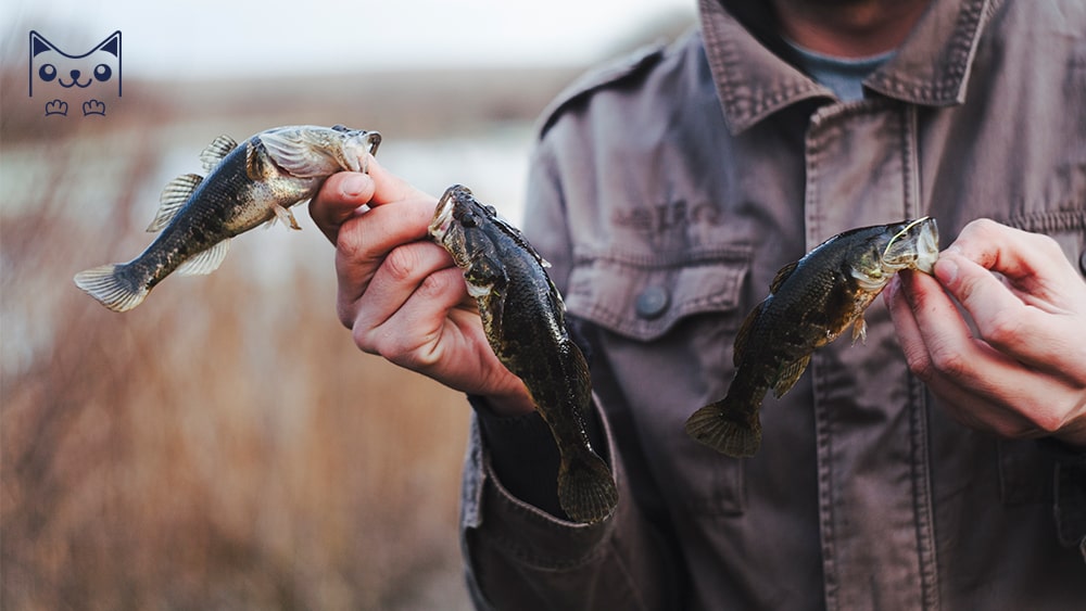 Dấu hiệu người ấy đang bắt cá hai tay