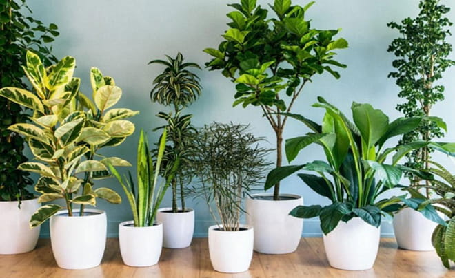 Nên tặng quà gì để ghi điểm khi ra mắt gia đình người yêu